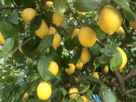 広島県産 ヤギと育てたリスボンレモン 3 広島県産の果物 食べチョク 産地直送 産直 お取り寄せ通販 農家 漁師から旬の食材を直送
