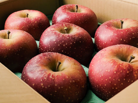 2025年度予約始めます🙇このりんご絶対食べて欲しい‼️甘くて芳醇な香り🍎千雪りんご6キロ