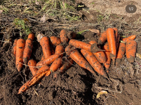 にんじんと玄米のスープ（6個）