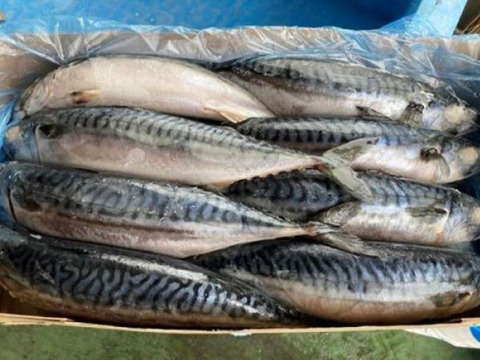 特大❗️大トロサバ‼️冬の特大サバ❗️脂の乗った美味しいサバです⭐️青森県津軽海峡産　1匹約45cm〜55cm　余ればサービスで数匹追加で同梱致します⭐️