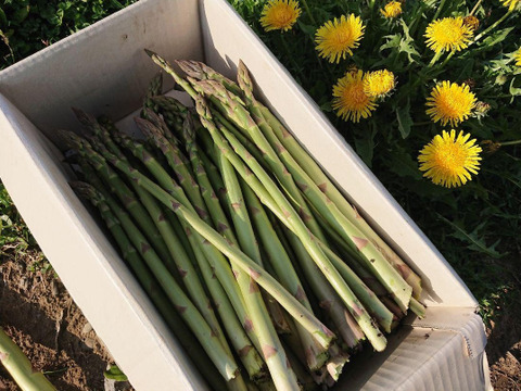 北海道産 アスパラ 甘い！ L～太めmixサイズ  1kg over 農薬・化学肥料不使用【父の日ギフト】