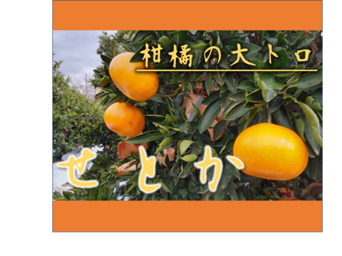 ラスト一箱！！【訳あり】　愛媛県産　せとか　柑橘の大トロ　サイズ不揃い　３キロ　家庭用