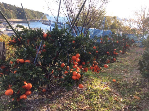 蔵出し紅みかん「特別限定品」（５㎏）