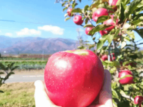 【母の日ギフト】ピンクレディー™ 3kg箱｜ありがとうを贈る大人のりんご（カード付）