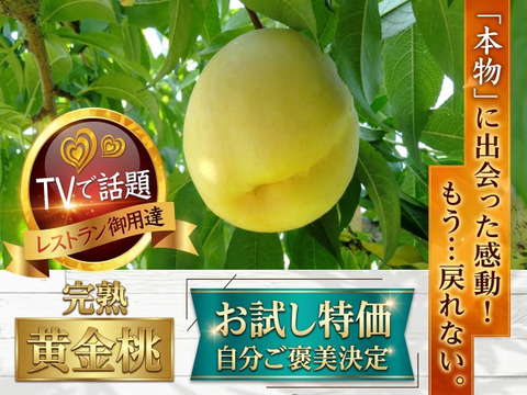 🍑見つけたらラッキー🍑市場に出回らない黄金桃お試し特価キャンペーン～自分ご褒美に確かな糖度レストラン御用達の朝どれ黄金モモ【先着300名限定予約】【敬老の日ギフト】【2026年９月予約】