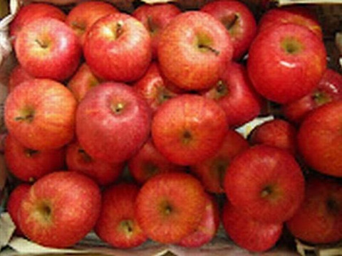 樹上完熟サンみしまふじ 小玉20個入り総重量 約4.5kg 青森県 南部地方産 自家りんご農園生産直送品！