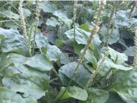 オオバコの葉 60枚【自然栽培】☆身近な和ハーブ🌿☆大葉子☆実は効能がすごいオオバコ☆畑横の管理された場所に群生しているオオバコ☆🏣ゆうパック