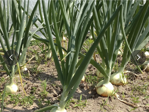 【農薬不使用 新玉ねぎ３kg】 農薬、除草剤、化学肥料等不使用 ☆玉ねぎ３キロ（80サイズ段ボールにほぼ満杯分です）☆農薬、除草剤、化学肥料不使用（葉の部分はお付けいたしません）