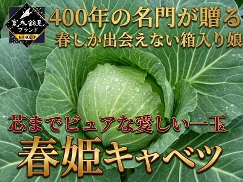【日テレ出演で話題】💡名門が大切に育てた箱入り娘『春姫キャベツ』秘伝の羽衣を纏い400年の伝統土壌が織りなす一玉🥬お試し1玉約1キロ