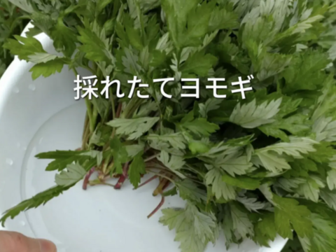 ヨモギ 【お徳用】30本✕６口分 （約180本）（約1200g）☆農薬、化学肥料、除草剤不使用の土壌🏣ゆうパックにてお届け