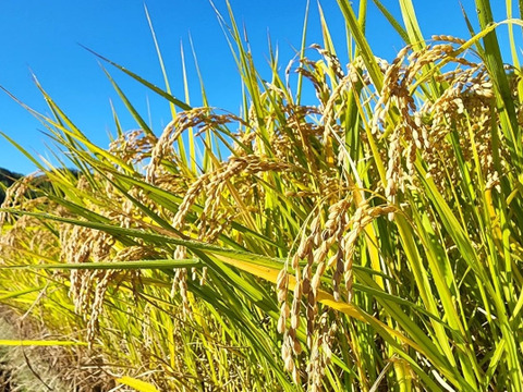 新米　モチモチ艶々 京都産《ヒノヒカリ》10kg【白米】
