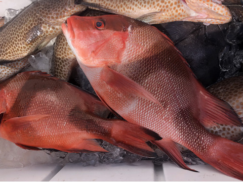 【活き締め】天然千年鯛　センネンダイ 1〜1.5kg