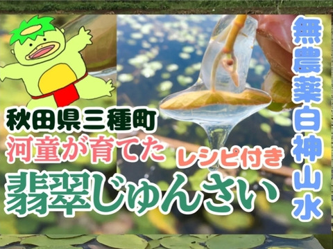 農地直送 秋田県三種町 翡翠生じゅんさい　2キロ 農地直送！秋田県三種町翡翠生じゅんさい2キロ クロネコ連携便