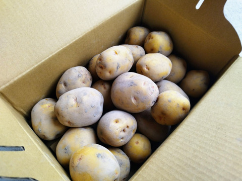 掘りたて！ホクホク！ビタミンｃたっぷり新ジャガキタアカリ5K＋掘りたてホクホク男爵5Ｋ食べ比べセット