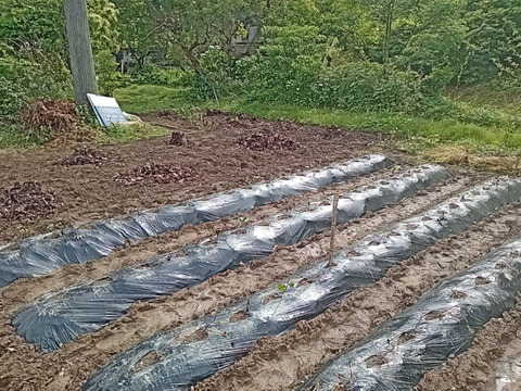 さつまいも【シルクスイート】3kg