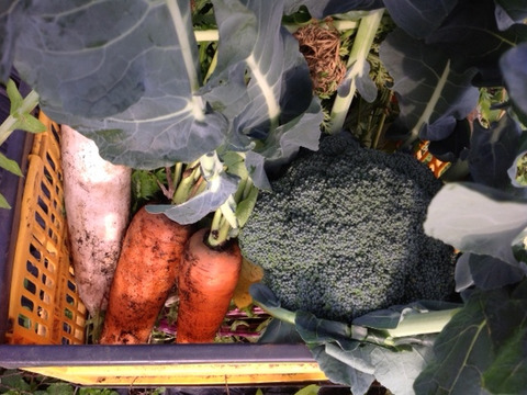 子どもの野菜　自然栽培冬の野菜10選100サイズ