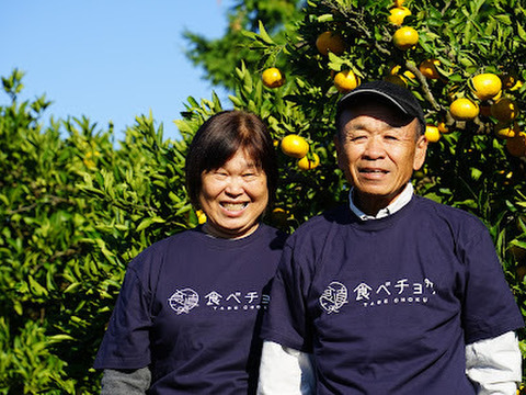 【柑橘食べ比べ】不知火デコみかん、スイートスプリング、パール柑3種の組み合わせです。3種の柑橘類食べ比べてみてください。