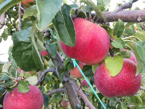 【収穫即日発送】諏訪生まれの「すわっこ」　3キロ箱【葉とらず】JA基準より60％減の低農薬栽培