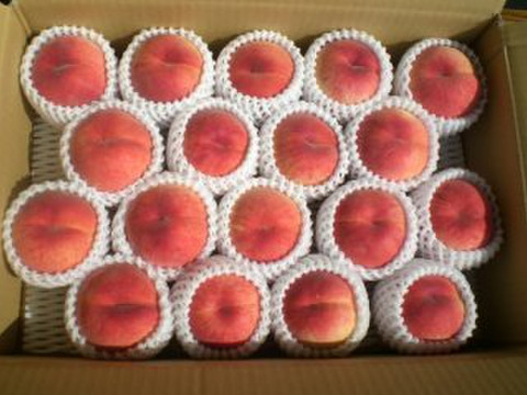 早期予約価格　レア品種　さくら白桃　5kg　14～22玉　採れたて農家直送