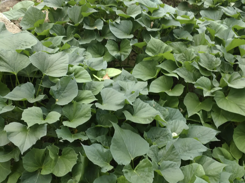 さつまいもツル60本以上☆自然栽培☆さつまいもの蔓（長さ15cm〜20cmほど、60
本以上）/さつまいものつる/芋づる/※葉を取ってお届け