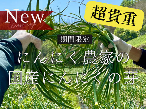 【超貴重】国産にんにくの芽　讃岐平戸　1kg