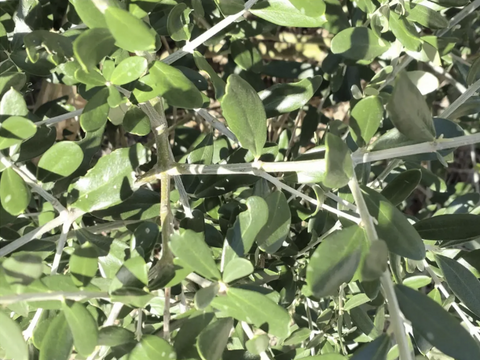 オリーブ生葉300枚  オリーブリーフ🌿オーガンジー袋入り🌿葉っぱ部のみ🌿オリーブ茶 オリーブティー ハーブティー 🏣ゆうパック