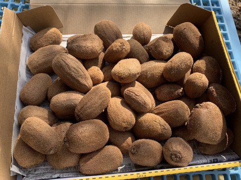 お得!ジャム用 自然受粉キウイ アボット 箱無し 1kg