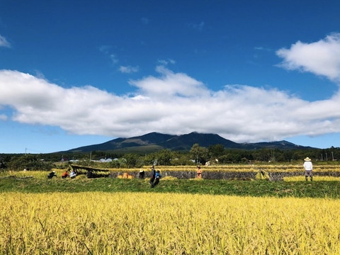 農薬不使用・無肥料・天日干し　もち米（白米１キロ）