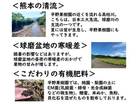 昨年大好評！『清流球磨梨』あきづき　約10kg【5kg箱(5〜14個入り)を2箱重ねてお届け】