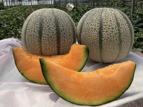 甘さぎっしり詰まった 家族で楽しむマルセイユメロン｜めろん2玉