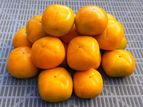 【訳あり】種なし柿(2.5kg)➕極早生みかん(2kg)4.5kgセット