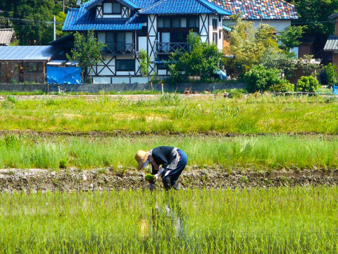 雪国・新潟から【恋の予感】1㎏×1袋【こしひかり】1㎏×1袋【新之助】300ｇ×1袋【ひとめぼれ】1㎏×1袋と300ｇ×1袋【恋の予感】300ｇ×1袋【縁結び】300ｇ×1袋の7袋で合計4.2㎏です