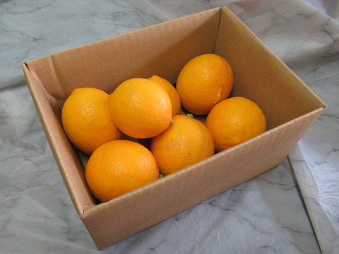 お菓子作りで違いがわかる「マイヤーレモン」1㎏　静岡県から産地直送