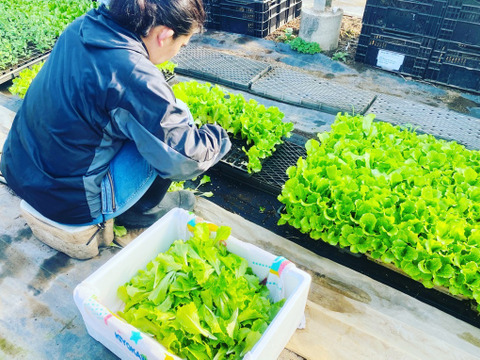 【常温便】お試し60サイズ★香り豊かな根付きパクチー保存説明付き