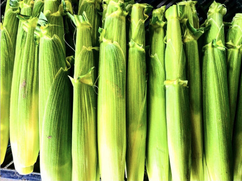 ホワイトショコラベイビーコーン50本セット🌽