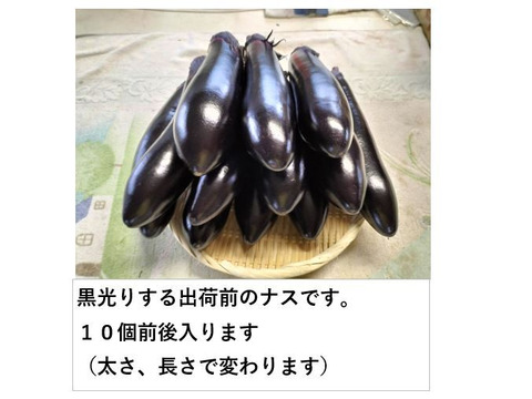 黒光りする太くて長いナス！汁や油との相性ピカイチ＜10本＞