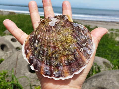 【今が旬】夏の活ホタテ！北海道 噴火湾 八雲町より直送便  焼いても！刺身でも柔らか～い   残存貝(2年貝と3年貝の間)　夢ホタテ2kg「ギフトにも人気！」(1kg＝7枚前後)