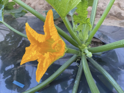 季節の野菜セット【S】