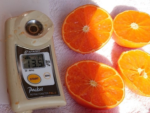新品種☆柑橘☆みはや☆4kg通常サイズ