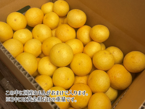 奇跡の果実！ ゴールデンオレンジ 黄金柑 3kg 《国産レモンのおまけ付》あふれる果汁とさわやかな甘み 黄蜜柑 仲屋 海瀬農園