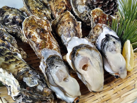 【セット品で5kg】 剥き身500g+殻付き牡蠣普通サイズ 2.5kg（目安23個）+小さめ殻付き牡蠣SSサイズ2kg（目安40個）松島牡蠣屋 生牡蠣 生食