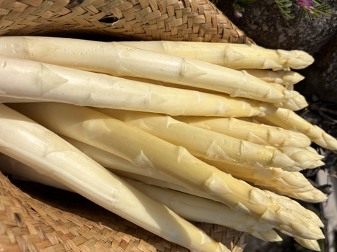 香川県産ホワイトアスパラ　2L以上サイズ1キロ「さぬきのめざめ」