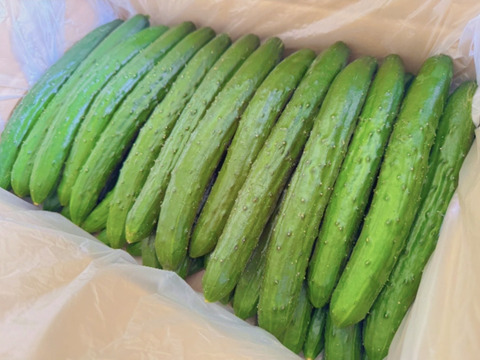 【訳あり】新鮮朝採りきゅうり2キロ詰め合わせ【クール便】【福岡県柳川市産】