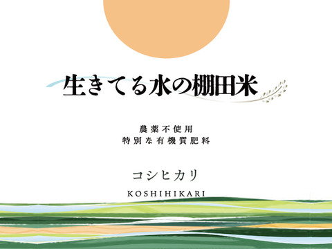 ◆生きてる水の棚田米◆農薬・化学肥料不使用・生きてる湧き水で育ったお米　玄米4kg