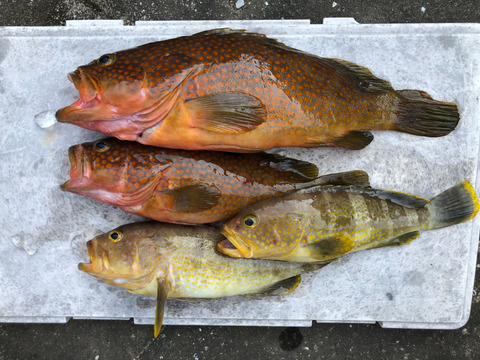 明日朝まで限定 捕れたて アコウ キジハタ アオナ 約3kg 長崎県対馬市 長崎県産の魚介類 食べチョク 産地直送 産直 お取り寄せ通販 農家 漁師から旬の食材を直送