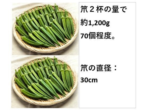オクラ 柔らかトロうま！口の中で弾けるプチプチの種！＜80本/約1kg＞