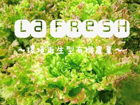お試し！　北海道　野菜セット 小box　8品種