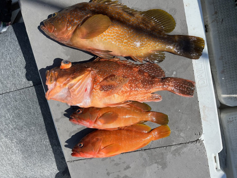 明日朝まで限定！捕れたて！アコウ・カサゴ ・アカハタ　約3.5kgオーバー 長崎県対馬市(内臓・鱗処理済)