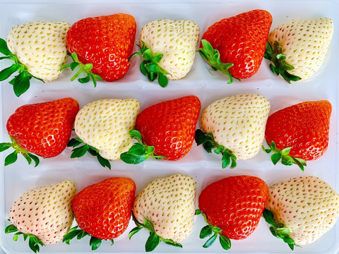 【🏅いちごグランプリ2025受賞・唯一の白いちご】軽井沢高原プレミアムいちご・化学農薬を限界まで抑えたこだわりの当園独自農法★希少品種・真珠姫★紅白いちご詰め合わせ・15粒または18粒入り【贈答用】