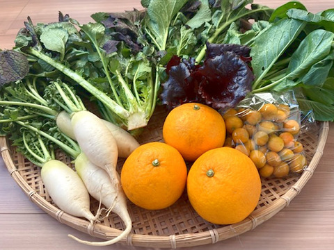 朝どれ野菜！ 詰め合わせセット 伊勢志摩産 4種類以上